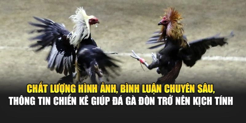 Chất lượng hình ảnh, bình luận chuyên sâu, thông tin chiến kê giúp đá gà đòn trở nên kịch tính 