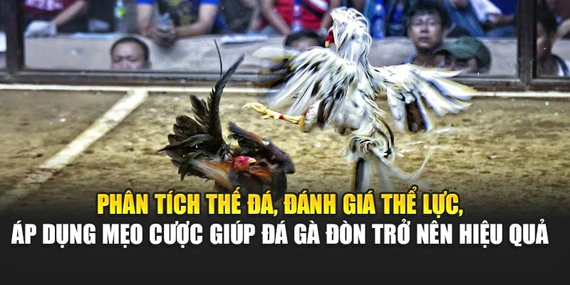 Phân tích thế đá, đánh giá thể lực, áp dụng mẹo cược giúp đá gà đòn trở nên hiệu quả 